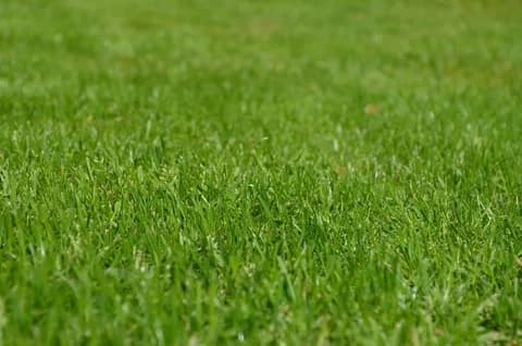 Simple Tips for Greener Grass This Summer in Newton