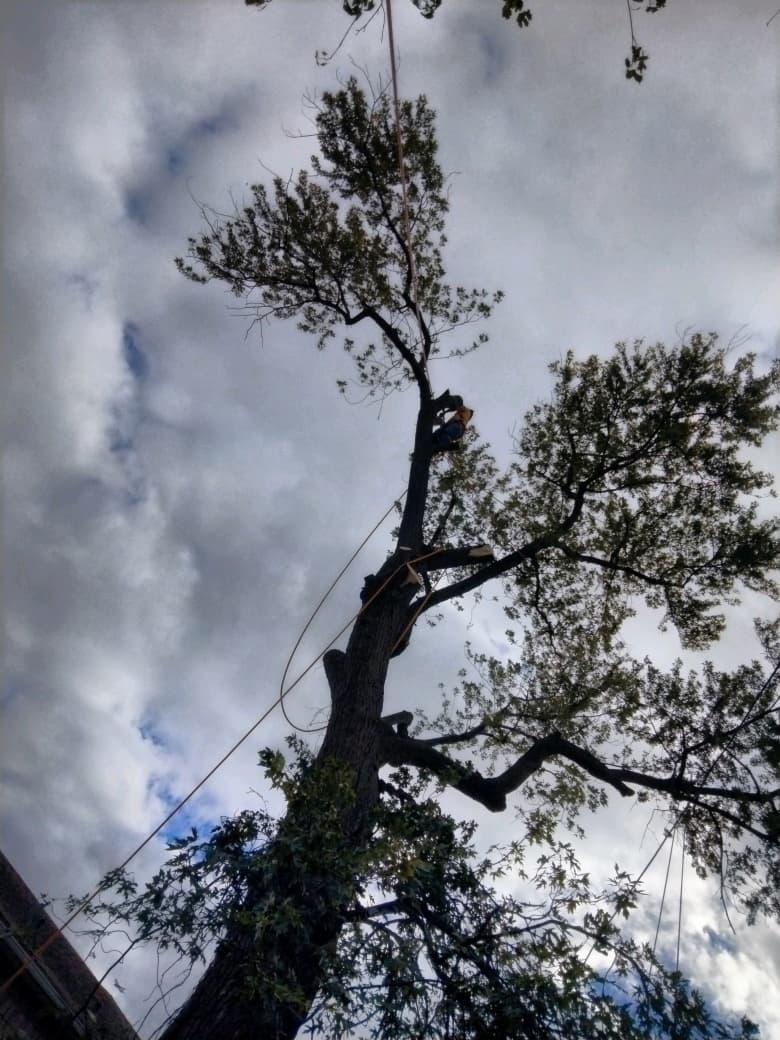 How we speed safe large tree removal