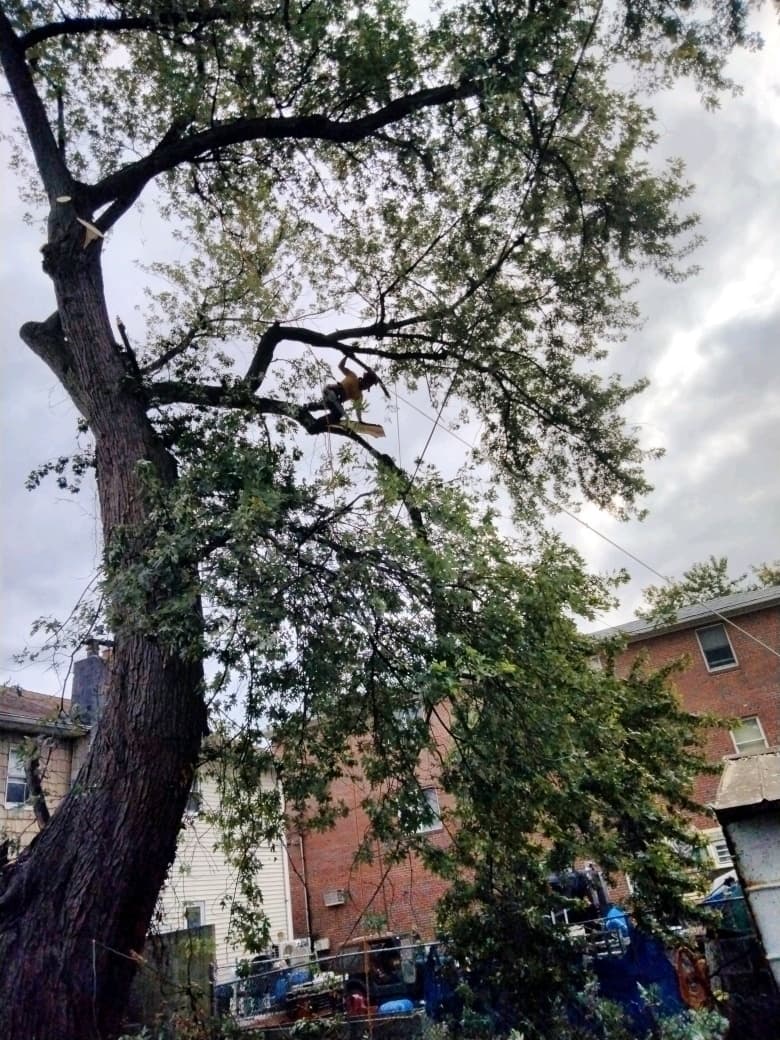 Plan large tree removals early this season