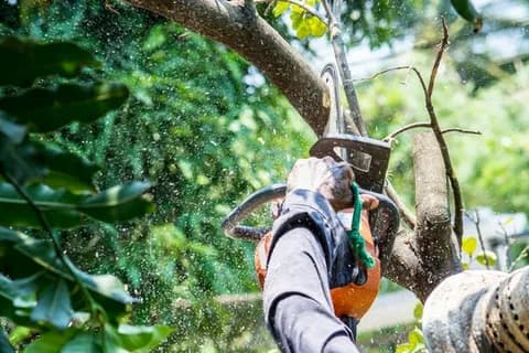 Best time for tree trimming in Evansville