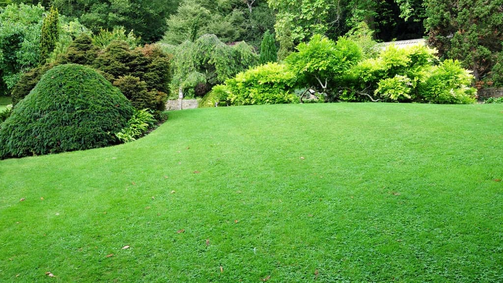 5 Weeds You Should Never Ignore in Your Lawn