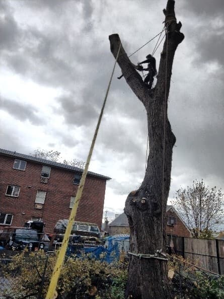 Storm season readiness: tree risk checks matter