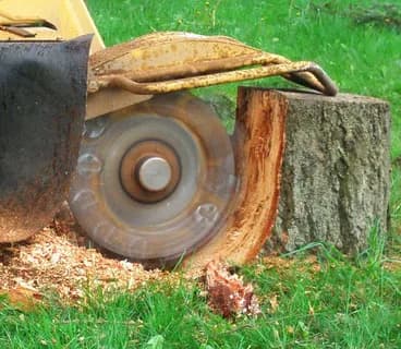 Why stump grinding improves your yard