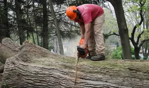 Learn Safe Tree Removal Steps