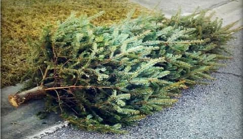 Best steps for holiday tree pickup