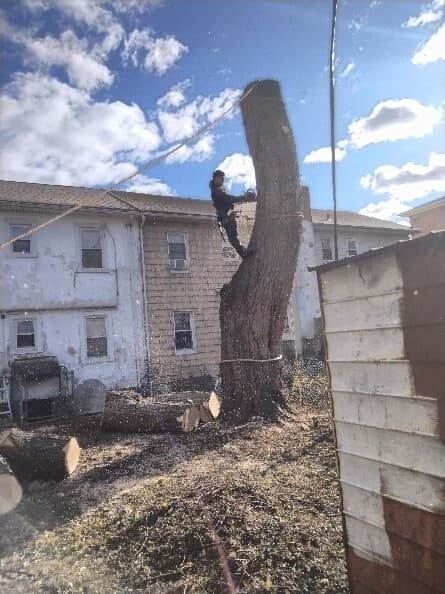 Why stump grinding improves yard safety